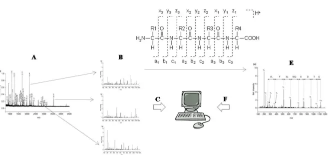 Figura 8. Esquema de estratégias de análise de dados proteômicos por espectrometria de massas