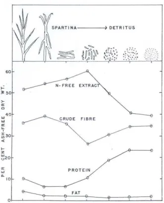 Figura 3: Composição nutritiva dos estágios sucessivos de decomposição da Spartina, mostrando o aumento de proteínas e o decréscimo de carboidratos (Odum &amp; de la Cruz, 1967).