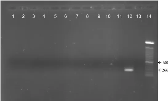 Figura 2- Eletroforese em gel de agarose dos produtos da PCR utilizando  iniciadores MP1/MP2
