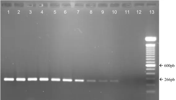 Figura 4- Eletroforese em gel de agarose dos produtos da PCR utilizando  iniciadores MP1/MP2 a partir do DNA de M