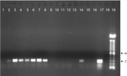 Figura 6- Eletroforese em gel de agarose do produto da PCR utilizando  iniciadores MGSO/GPO3 a partir do DNA extraído de amostras de  lavado traqueal de ratos