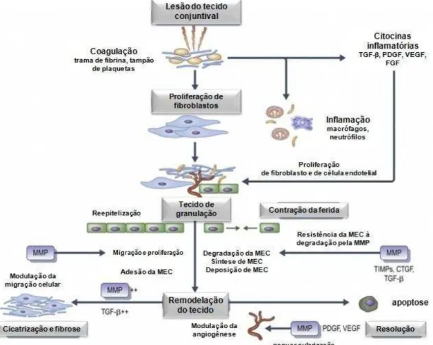 Figura  4:  Esquema  simplicado  da  cicatrização  conjuntival  (Adaptado  de  WELLS; 