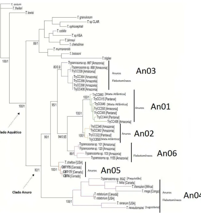 Figura  2  -  A  máxima  parcimônia  e  árvore  Bayesiana  inferida  a  partir  de  sequências  de  genes  SSU     rDNA de 48 tripanossomas com T