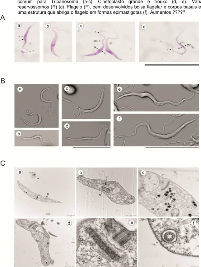 Figura  3  -  A.  Microscopia  de  luz  de  Trypanosoma  gennarii.  Fotomicrografia  (Giemsa-coradas)  de  cultura  em  LIT  de  Trypanosoma  gennarii