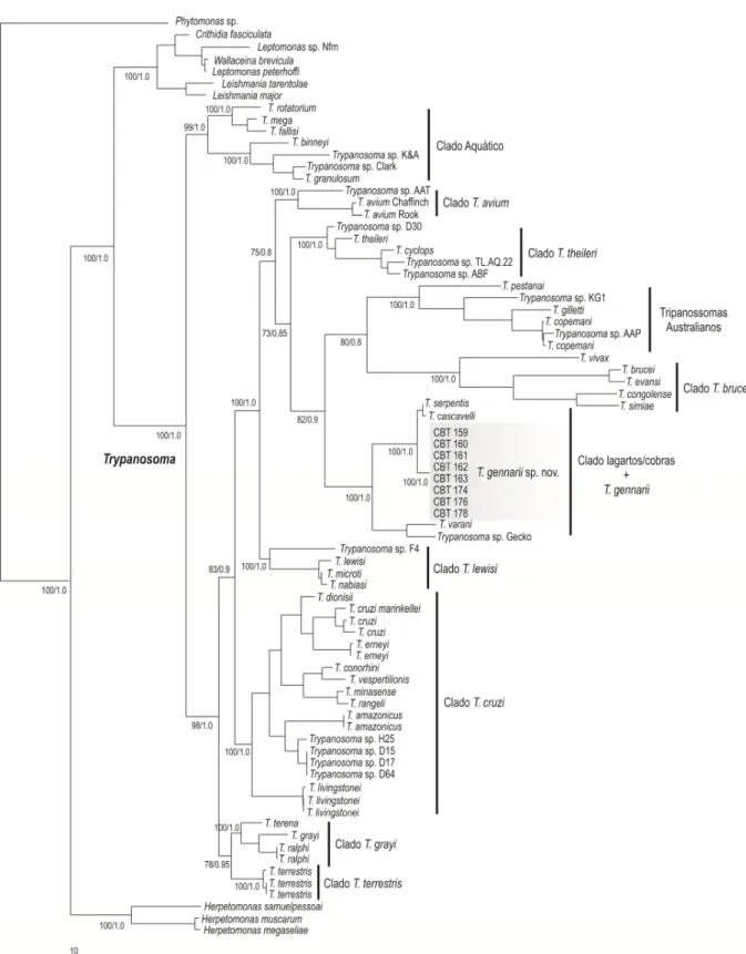Figura  4  -    Árvore  filogenética  baseada  nos  genes  de  SSU  rDNA  e  gGAPDH  concatenados  de  77  espécies de tripanossomas e outros tripanossomatídeos e Phytomonas foi utilizada como  grupo externo (2872 caracteres e 224 sítios informativos) que 