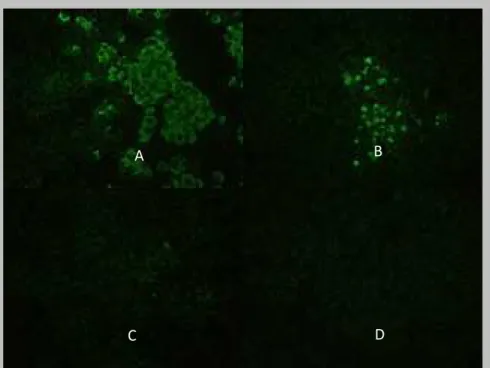 Figura  3  –  Isolamento  viral  em  cultura  de  células  N2A  de  amostras  de  lavado  cerebral  de  morcegos do gênero  Artibeus