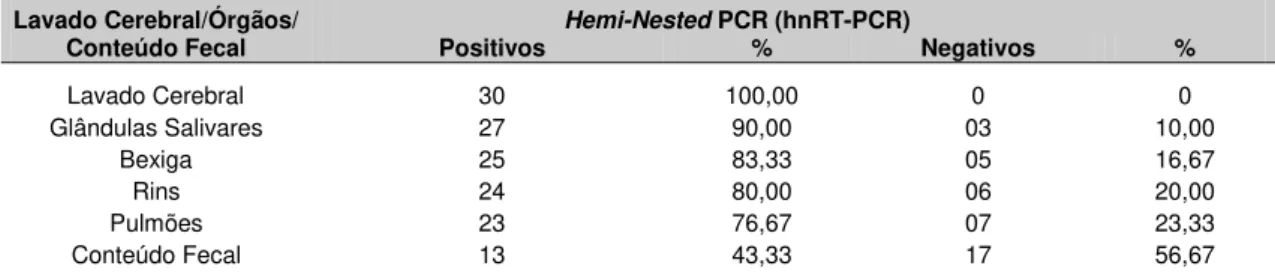 Tabela 3 - Distribuição e proporção (%) das amostras de lavado cerebral, órgãos e conteúdo  fecal  positivos  e  negativos  na  técnica  de  hnRT-PCR,  de  morcegos,  do  gênero  Artibeus,  diagnosticados  positivos  para  raiva  pela  imunofluorescência  