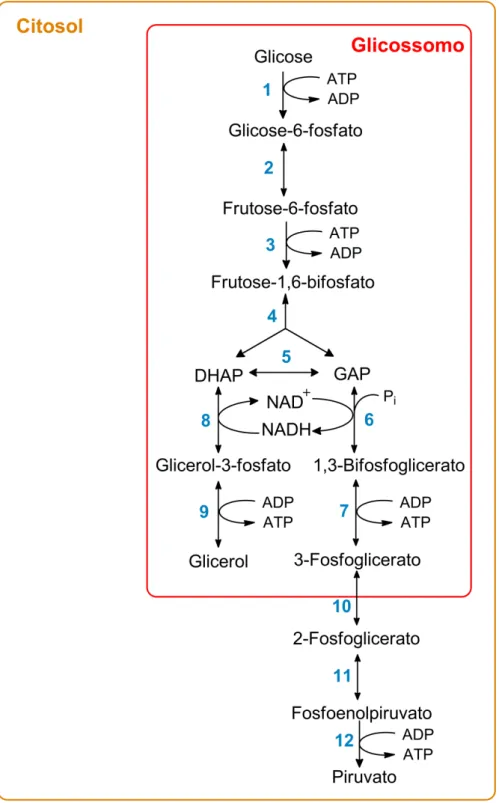 Figura 6  –  Glicólise em T. brucei. A numeração corresponde às reações catalisadas pelas seguintes  enzimas: (1) hexoquinase; (2) fosfoglicose isomerase; (3) fosfofrutoquinase; (4) aldolase; 