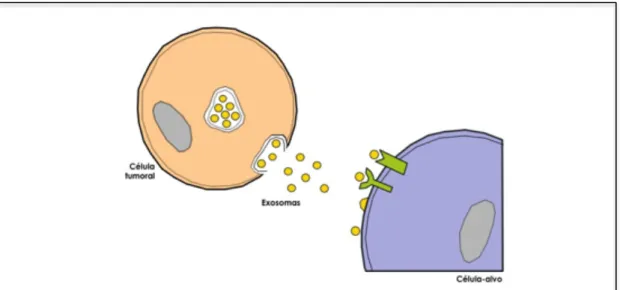 Figura 3:  Exosomas  constituem  uma via de  comunicação  intercelular.  Células  tumorais  têm a  capacidade de produzir exosomas (partículas com 30-200 nm de diâmetro), os quais servem como  veículos  de  transporte  de  moléculas  bioativas  até  célula