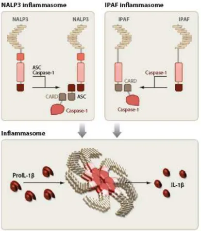 Figura  4.  Representação  esquemática  dos  inflamassomas  NALP3  e  IPAF.  O  receptor  NALP3  recruta  pró-caspase-1  através  da  proteína  adaptadora  ASC  (apoptosis-associated  speck-like protein containing a CARD) (Inflamassoma NALP3); e o receptor