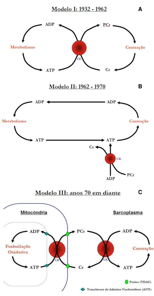 Figura 1: História do sistema da fosfocreatina / creatina quinase ao longo dos anos. Adaptado de  Neubauer (1998)
