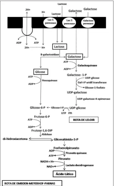 Figura 2.1 - Possíveis rotas metabólicas para fermentação de lactose e galactose por  bactérias láticas (Adaptado de Zourari, Accolas e Desmazeaud, 1992) 