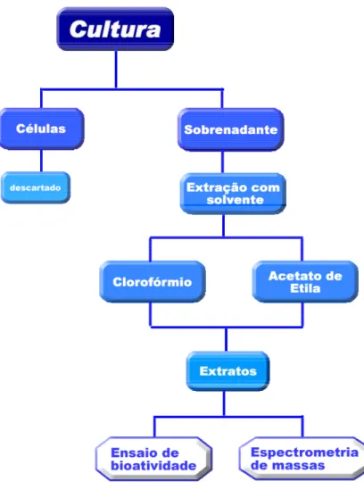 Figura 4 – Esquema para extração e análises dos metabólitos secundários 