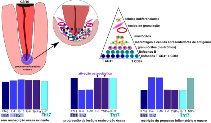 Figura  2.1  -  Ilustração  do  papel  das  respostas  Th1,  Th2  e  Th17  em  lesões  periapicais  crônicas  induzidas em animais