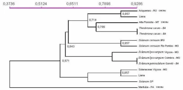 Figura 4 -  Análise de agrupamento de quatorze isolados de Crinipellis perniciosa de  Theobroma cacao L