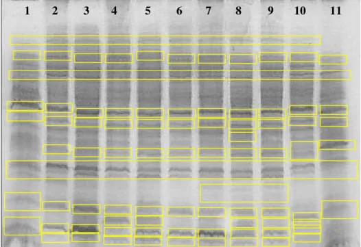 Figura 6 -  Perfis protéicos de Crinipellis perniciosa de diferentes hospedeiros e regiões