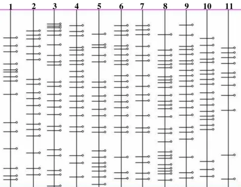 Figura 7 -  Perfil protéico das bandas produzidas pelo programa Kodak Digital Science  1D das mesmas onze amostras de Crinipellis perniciosa de diversos  hospedeiros e regiões mostradas na figura 6 