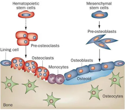 Figura 1. Processo de remodelação e regulação da homeostase do tecido ósseo (adaptado de  LIAN et al., 2012)
