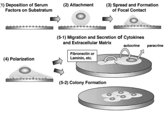 Figura 2. Cinco passos iniciais de fixação e subsequente comportamento celular no biomaterial  (adaptado de GOTO et al., 2004)