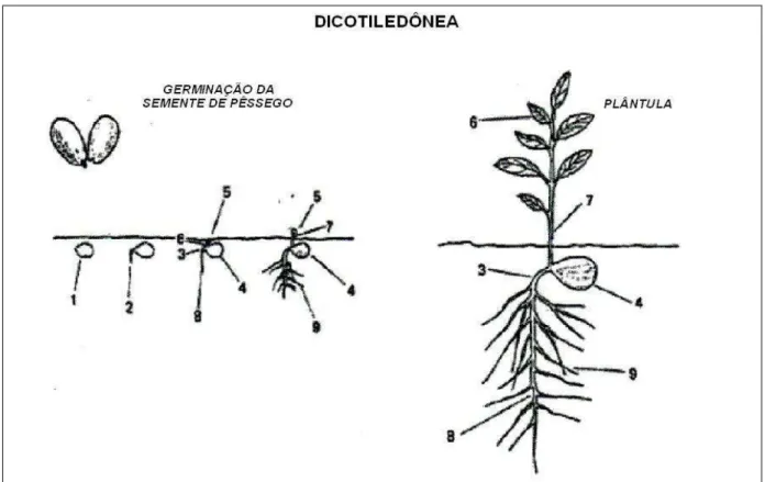 Figura 6 - Ilustração da germinação e crescimento de dicotiledôneas (Brasil, 1992). 