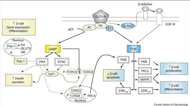 Figura  5.  Vias  de  transdução  de  sinal  de  acoplamento  do  GLP-1  para  ativação  do  receptor,  secreção de insulina e proliferação de células  