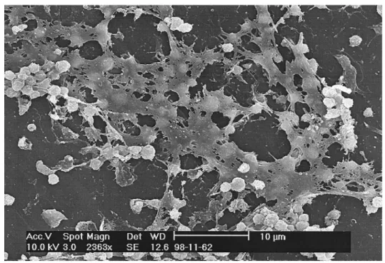 Figura 4. Visão panorâmica do Biofilme de Staphylococcus sobre a superfície interna  do conector sem agulha, por meio da microscopia eletrônica de varredura  (DONLAN et al., 2001)