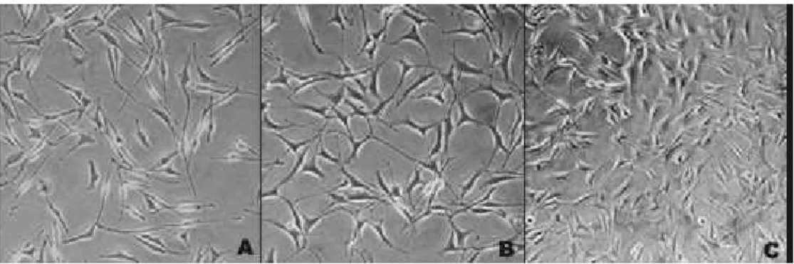 Figura 4.1 - Fibroblastos  em  cultura.  Monitoramento do crescimento celular. (A) e  (B) células em fase de crescimento; (C) células em estado de  subconfluência