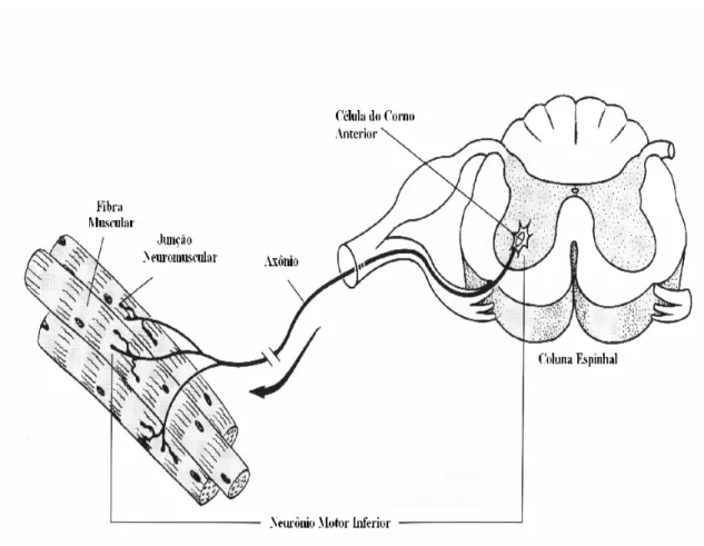 Figura 2. 1 - Unidade motora simples: medula espinhal, axônio, junção neuromuscular e  fibras musculares (modificado – [37])