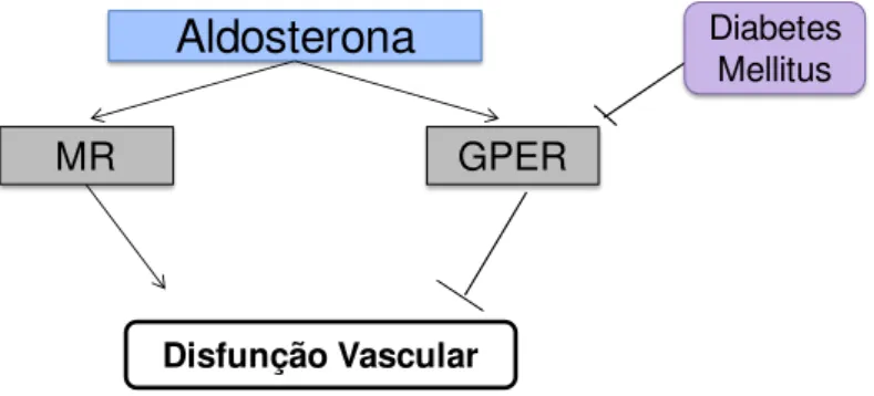Figura  2.  Hipótese  de  trabalho:  Os  efeitos  da  aldosterona  mediados  pela  ativação  dos  receptores GPER sobre a reatividade vascular estão diminuídos no diabetes mellitus