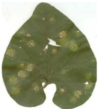Figura 2 - Sintoma de mancha anelar em Solanum violaefolium 