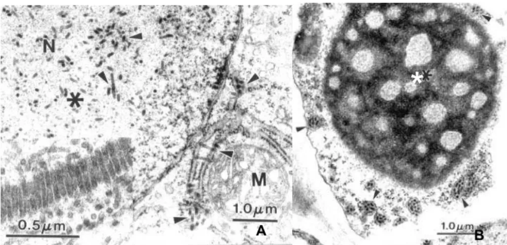 Figura 3 - Fotografia de cortes ultrafinos de tecidos de citrus observado ao  microscópio eletrônico de transmissão (A) Partículas agrupadas  mostrando efeito citopático tipo nuclear em citrus N – núcleo, *  viroplasma elétron transparente, M - mitocôndria
