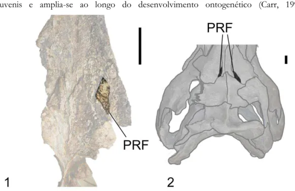 Figura 16. Pré-frontais em vista dorsal de (1) Rugops MNN IGUI1 e (2) Tyrannosaurus FMNH PR  2081 (réplica)