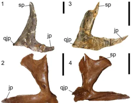 Figura  19.  Quadratojugal  direito  de  (1)  Carnotaurus  MACN-CH  894  e  (2)  Ceratosaurus  USNM  4735  em  vista  lateral