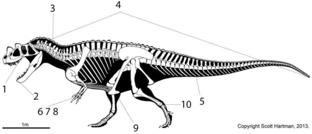 Figura 2. Esqueleto de Ceratosaurus em vista lateral mostrando as topografias das principais  sinapomorfias  de  Theropoda
