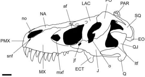Figura 10. Crânio de Tyrannosaurus AMNH 5027 em vista lateral esquerda mostrando os  principais ossos e aberturas cranianas