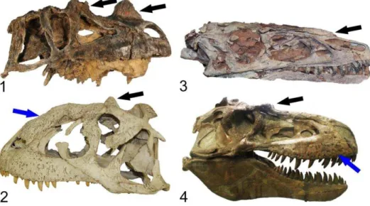 Figura  11.  Crânios  de  Ceratosauria  e  Tyrannosauroidea  em  vista  lateral  exemplificando  as  ornamentações  (setas  pretas)  e  rugosidades  setas  azuis