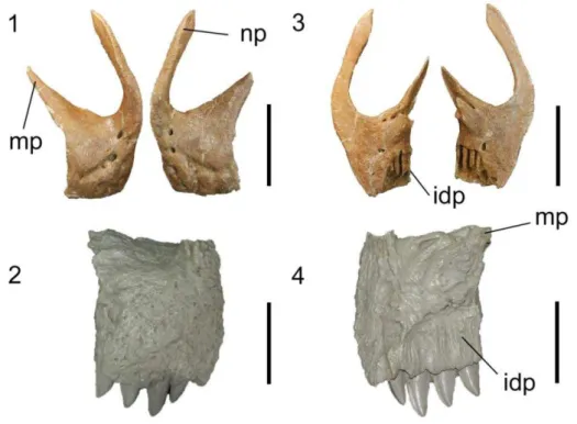 Figura 12. Pré-maxilares esquerdo e direito de Tyrannosaurus BMR P 2002.4.1 em (1) vista lateral  e (3) medial