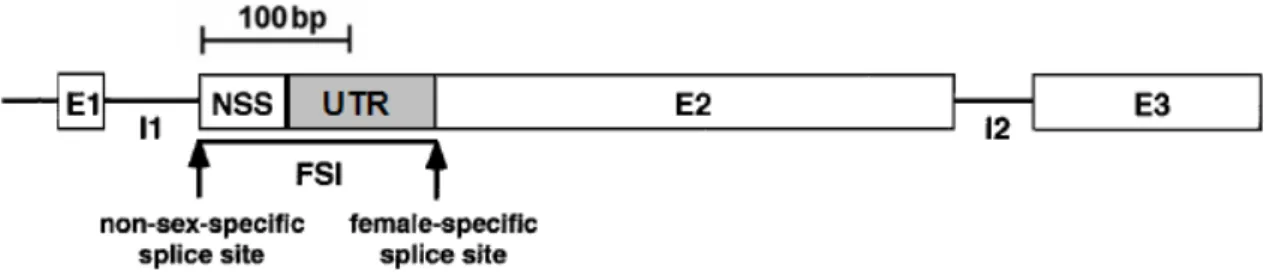Figura 5 – Estrutura do gene transformer  (adaptado de McAllister &amp; McVean, 2000)