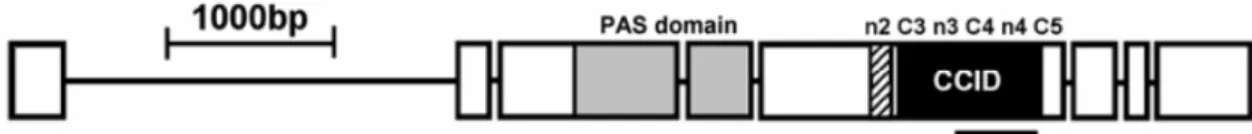 Figura 7 – Estrutura do gene period em Drosophila melanogaster (retirado de Franco et al