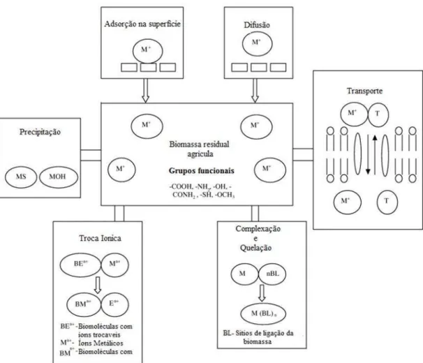 FIG 3. Modelo dos mecanismos de biossorção proposto por SUD et al. (2008). 