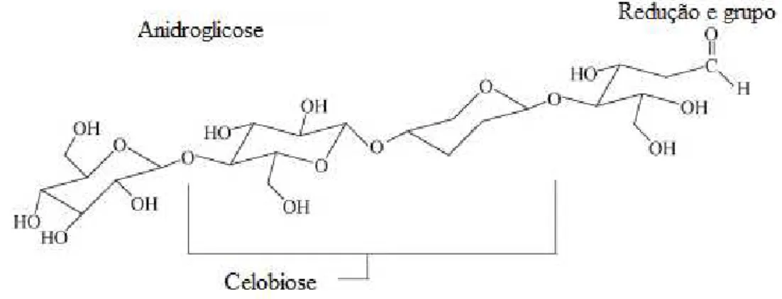 FIG 5. Molécula de celobiose (DEMIRBAS, 2008). 