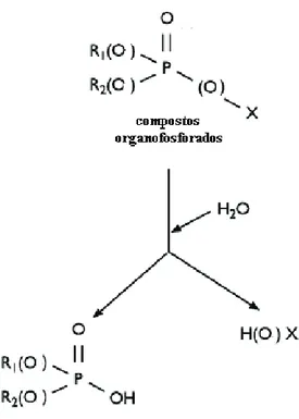 FIGURA  2- Fórmula  geral  dos  compostos  organofosforados   e  principal  via  de degradação (SINGH &amp; WALKER, 2006) .