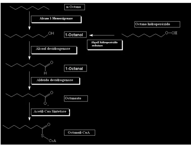 FIGURA 3:  Via  de  degradação  metabólica  do  n-octano,  realizado  pela P.