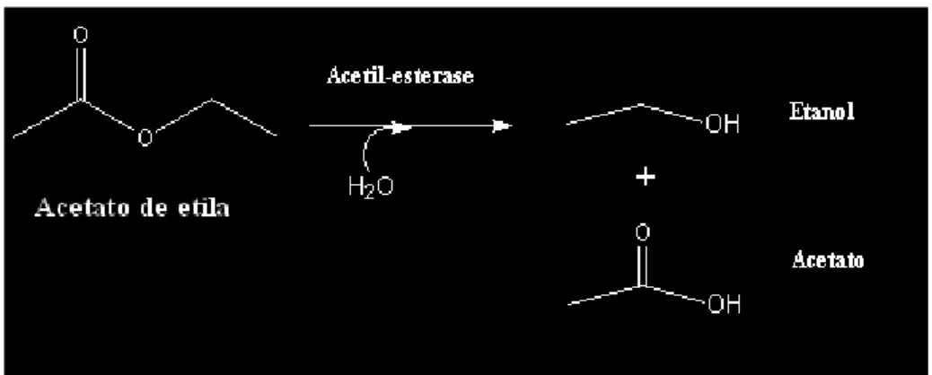 FIGURA 4: Via de degradação metabólica da degradação de acetato de etila (UM - -BBD, 2008).