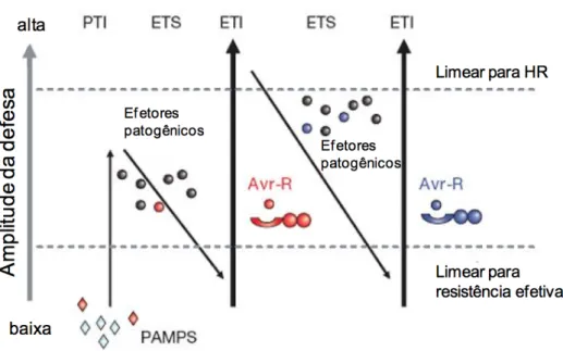 Figura  5  -  Modelo  “ziguezague”  ilustrando  as  etapas  do  desenvolvimento  do  sistema  imunológico  da  planta  durante  infecção