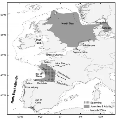 Fig.  3. European  anchovy  (Engraulis  encrasicolus)  in  Northeast  Atlantic  Waters