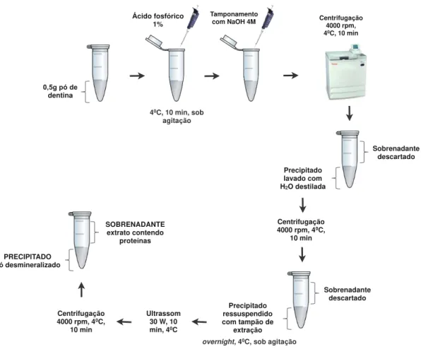 Figura 4.4 - Esquema mostrando o passo a passo do protocolo de extração das proteínas com AF 