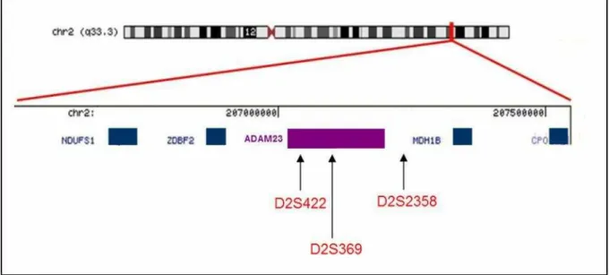 Tabela 3- Sequencia dos primers para a amplificação dos fragmentos de DNA correspondentes  aos marcadores da região cromossômica da ADAM23