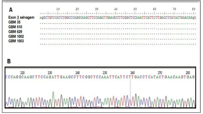 Figura 6- A análise da sequência genômica de ADAM23 não detectou mutações em seus exons