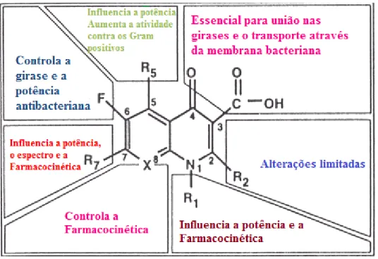 Figura 1-5- Relação entre a estrutura e a atividade antibacteriana das fluoroquinolonas 